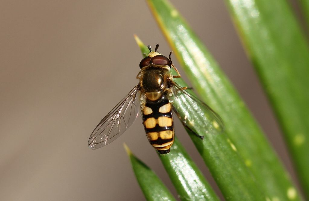 ID